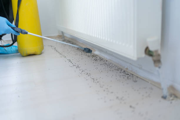 Best Residential Pest Control  in Paradise, NV